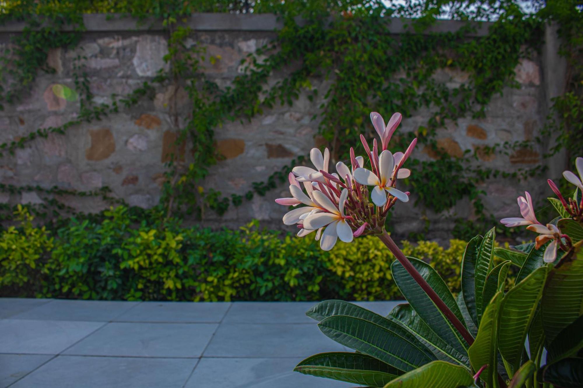 The Peace- A Luxury Private Pool Villa Jaipur Eksteriør billede